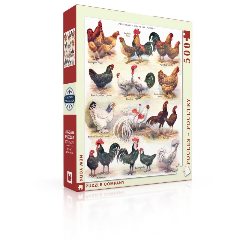 Poules ~ Poultry